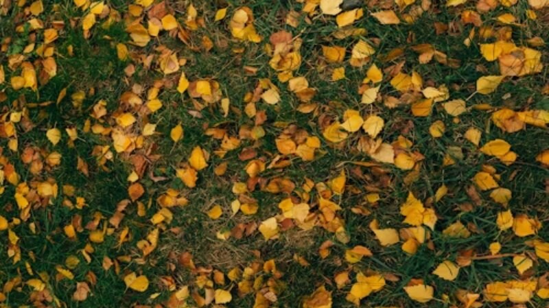 Fallen Leaves