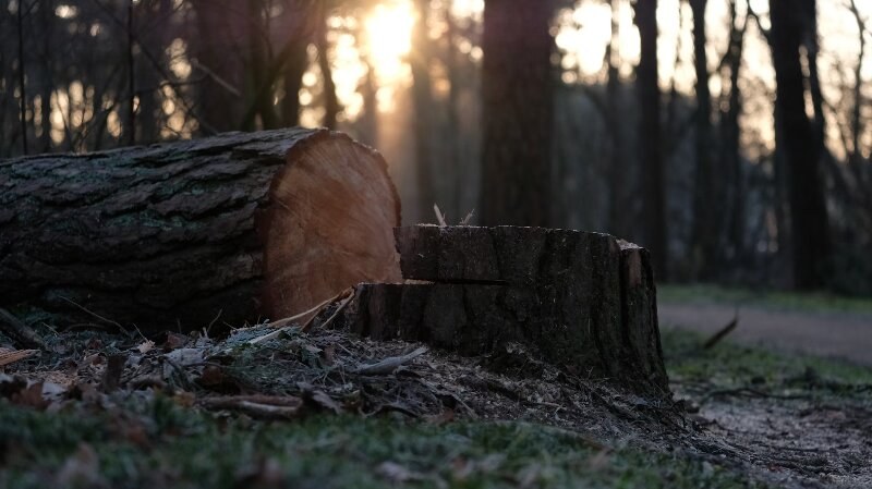 Fallen Tree Stump