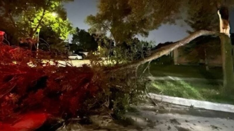 Fallen Tree Street