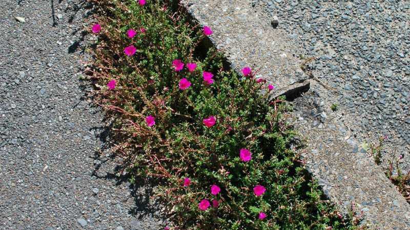Pink flowering weeds growing along a cracked edge in an asphalt walkway.