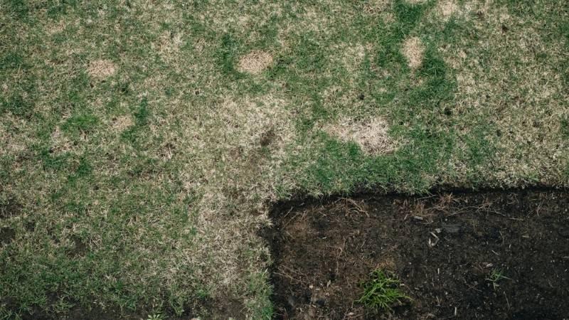 Uneven lawn surface with patchy grass caused by freeze-thaw damage