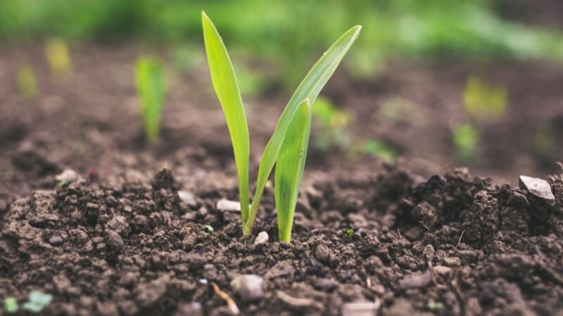 Fresh grass growing out of soil