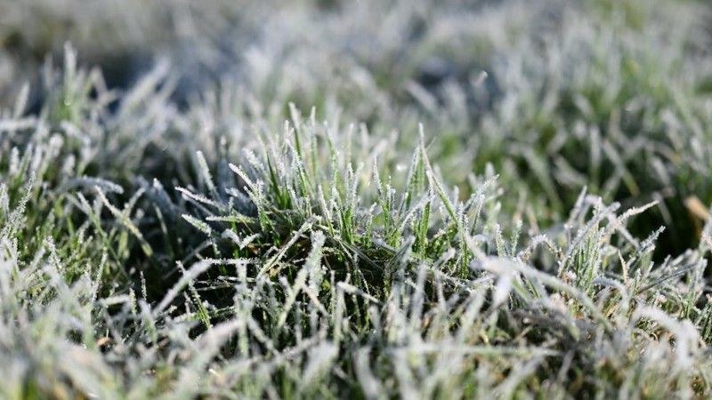 Understanding the Impact of Snow on Your Winter Lawn