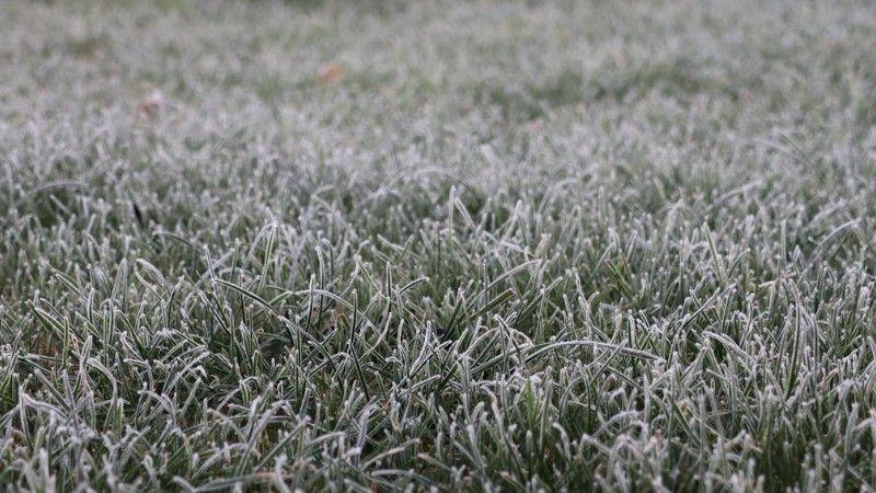 Close-up of grass covered in frost during winter, showing how frozen turf becomes brittle and vulnerable to damage.