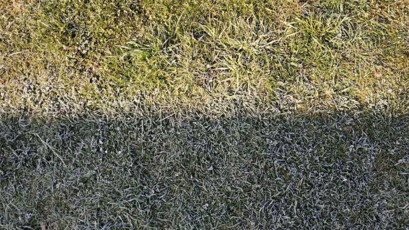 Common Lawn Problems in Regina (And How to Fix Them)