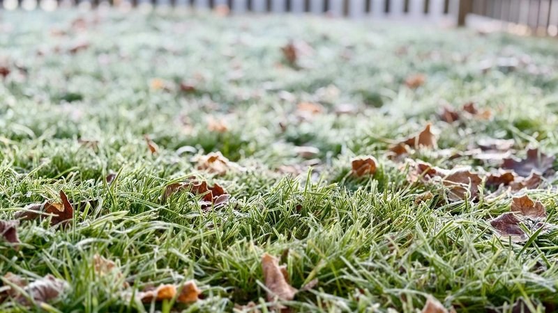 Frost-covered grass with fallen leaves on a cold autumn morning