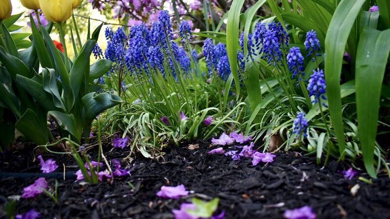 Garden with purple flowers