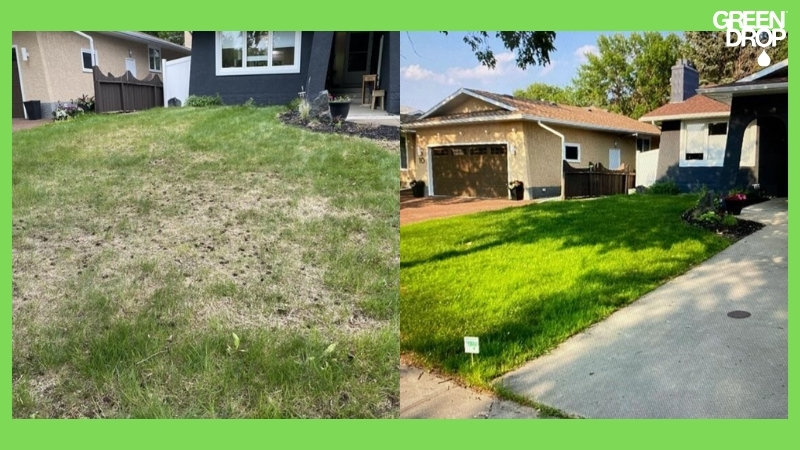 lawn before and after Green Drop treatment aeration and overseeding