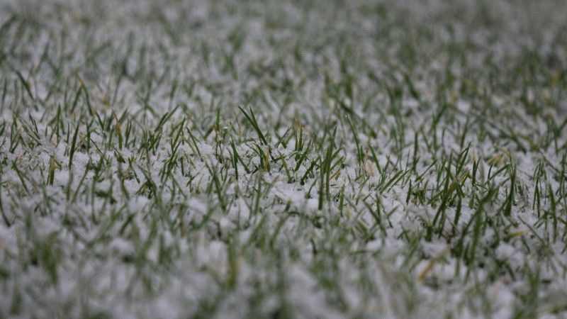 Grass covered with light snow, showing how long Winnipeg winters can affect lawns