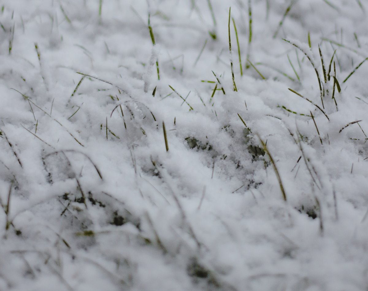 Close up view of grass covered with snow