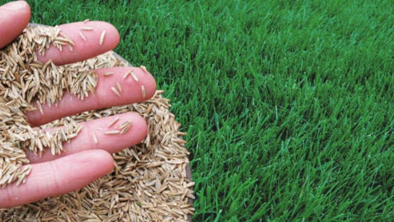 A close-up of a hand holding a pile of grass seeds with a lush green lawn in the background.