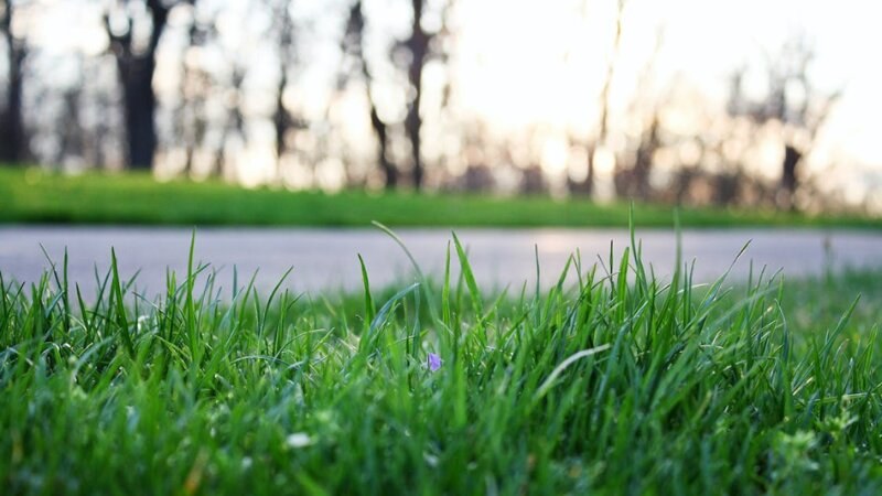 Grass Sunset