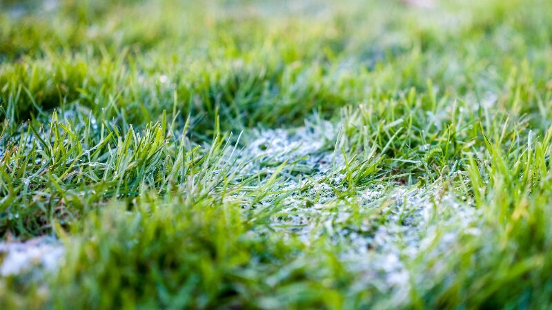 How To Repair Your Red Deer Lawn From Winter Damage