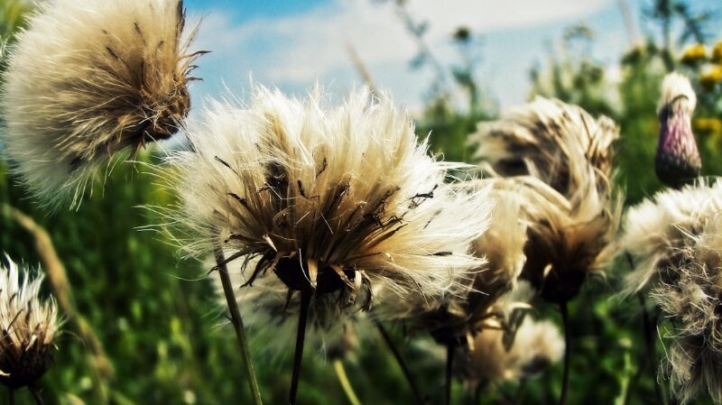 weed control services by Green Drop in Calgary