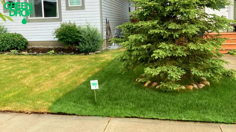 What Should You Do Before and After Lawn Aeration and Overseeding