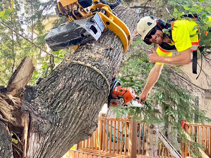 Green Drop arborist hanging from a tree while working and smiling