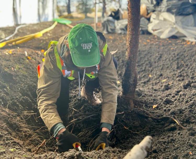 green drop arborist working on three roots
