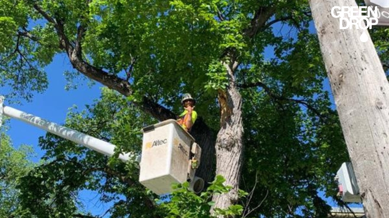 green drop worker pruning a tree on a lift