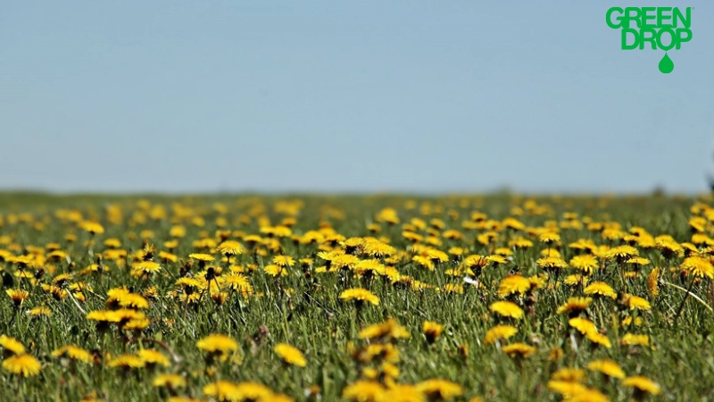 dandelion field