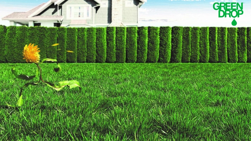 Green Drop weed control service dandelion control