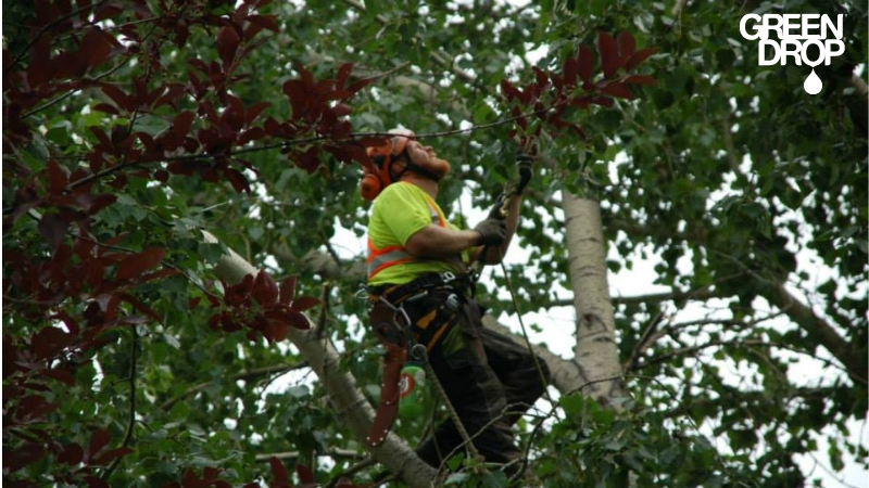 Green Drop worker checking trees in Edmonton