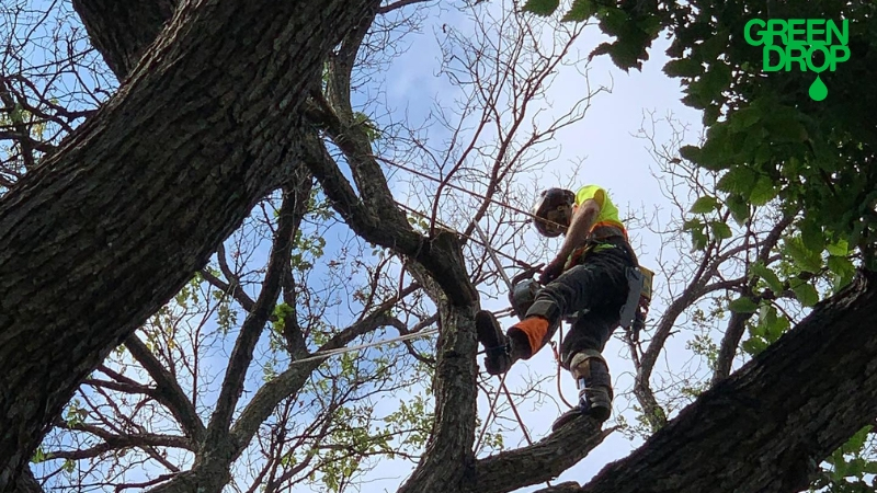 Green Drop employee climbing a tree and pruning