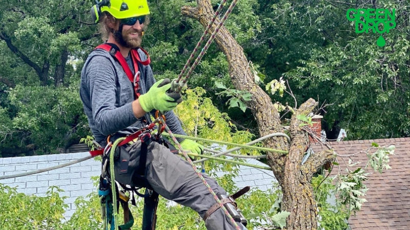 Green Drop worker climbing a tree with a rope and pruning
