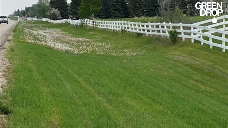 lawn after estate management service by Green Drop