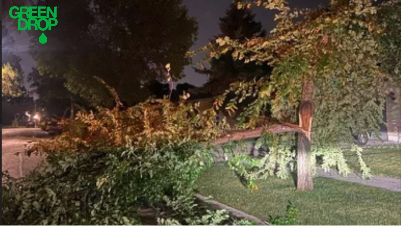 Fallen tree after a storm during Green Drop emergency tree care service