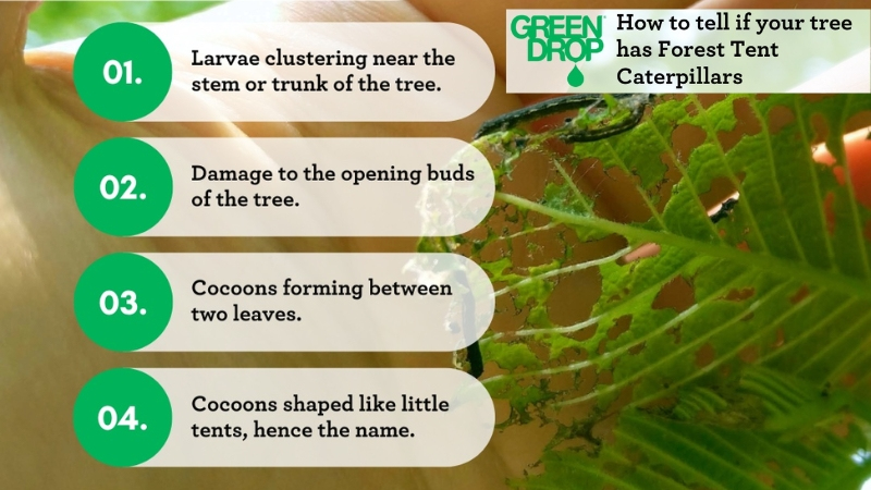 Green drop infographic for tent caterpillars
