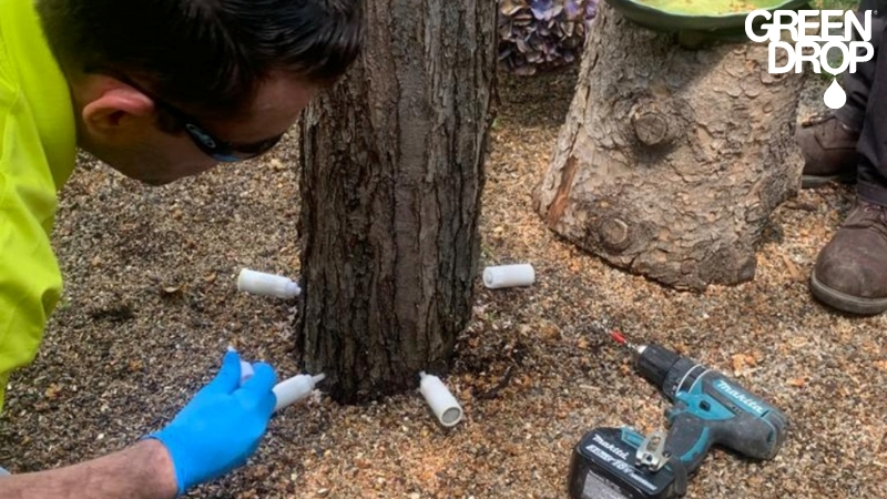 green drop worker using tree injections