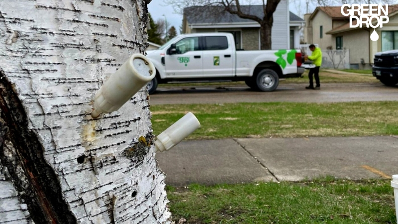 Green Drop using injection treatment on a tree