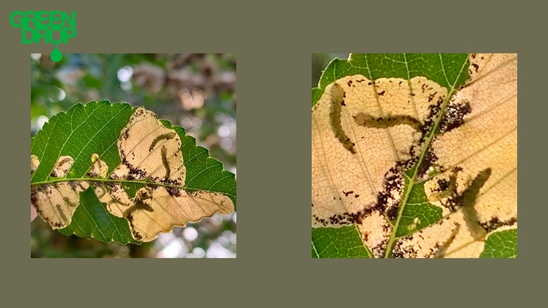Leaf decay signs and pruning signs by Green Drop