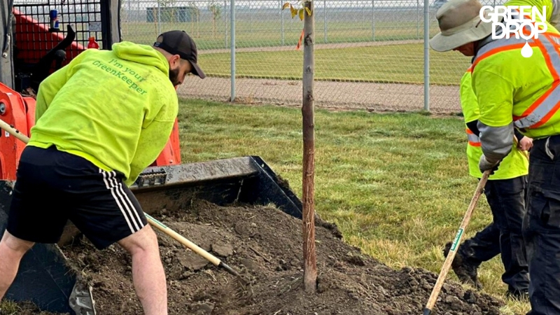 Green Drop workers using organic mulch on a tree