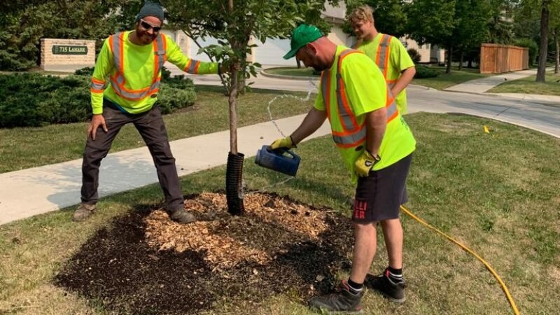 green drop workers planting a new tree