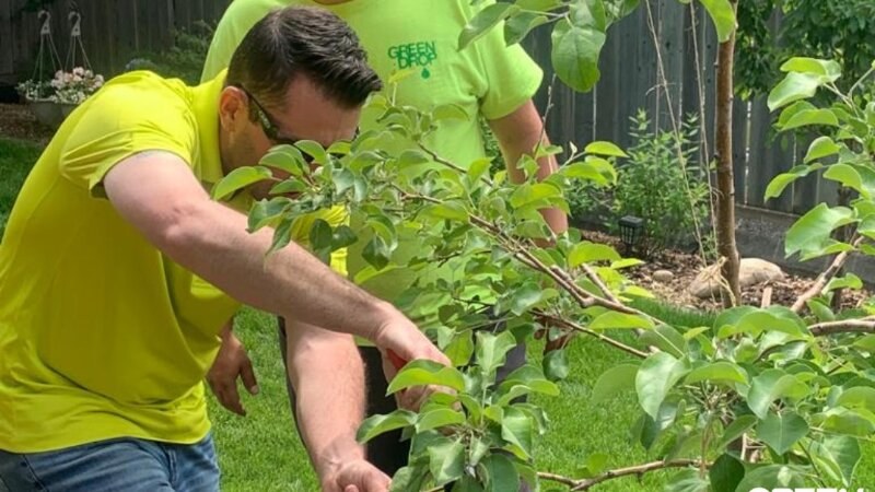 green drop worker pruning trees