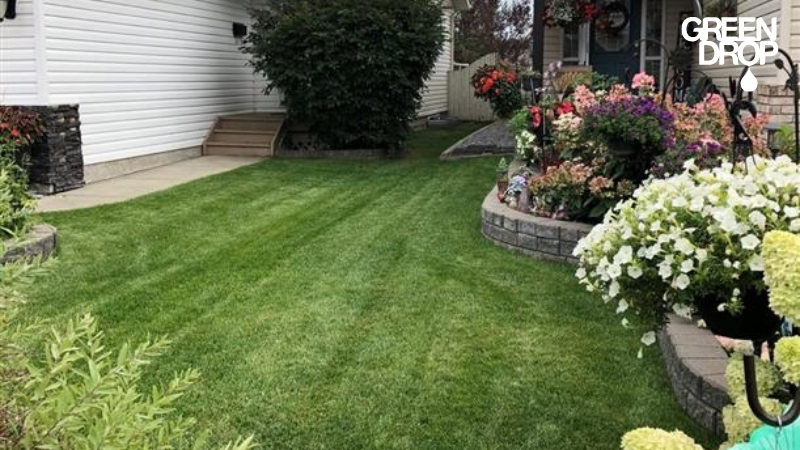 backyard lawn in Red Deer done by Green Drop