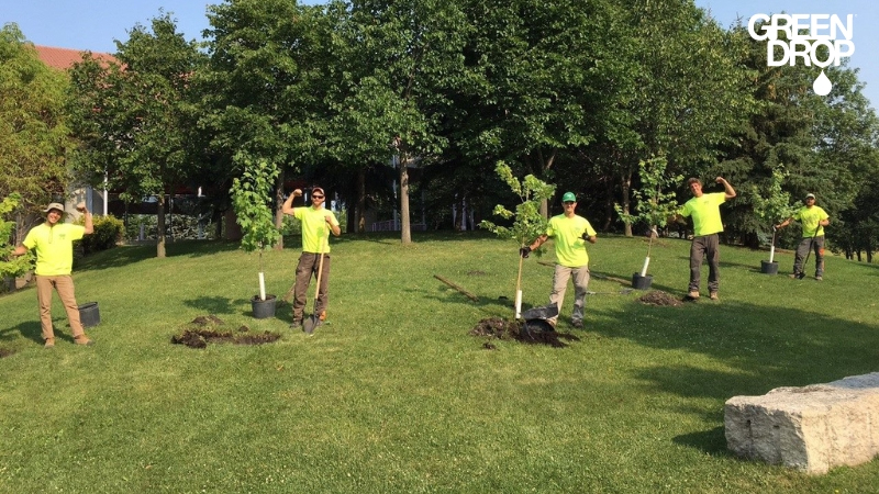 green drop workers planting trees in a yard