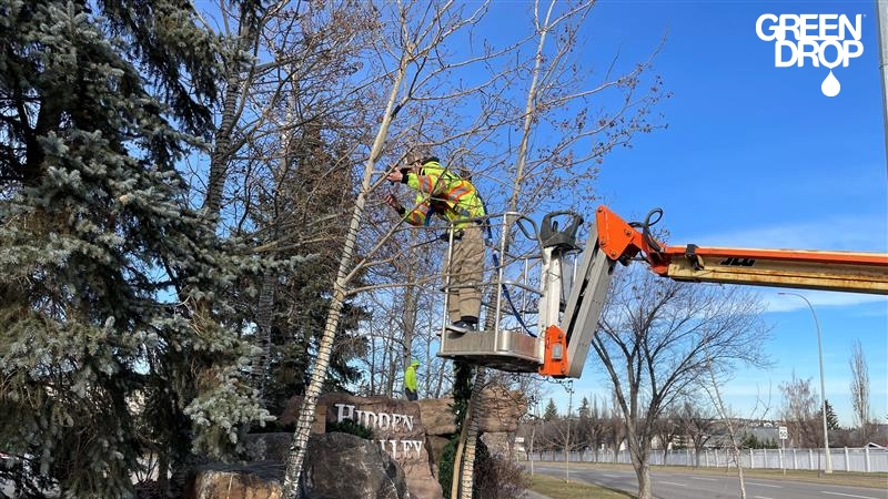 Green Drop worker pruning trees in Red Deer