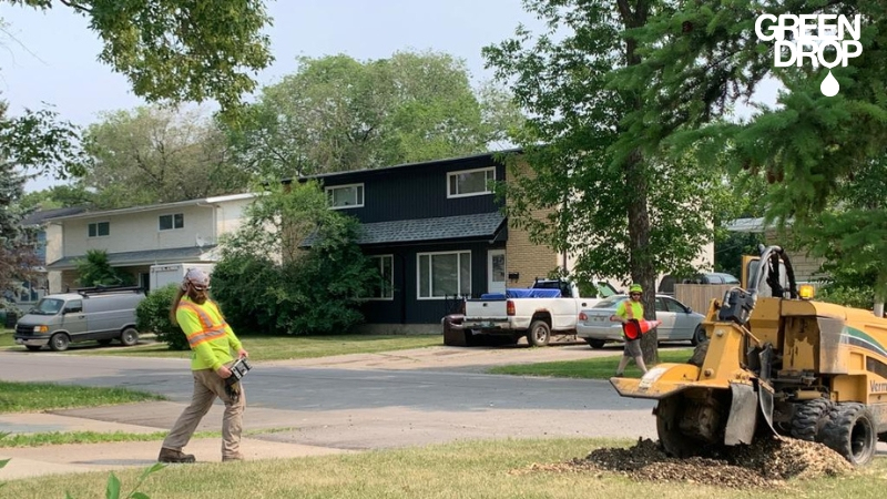 green drop worker using stump removal machine