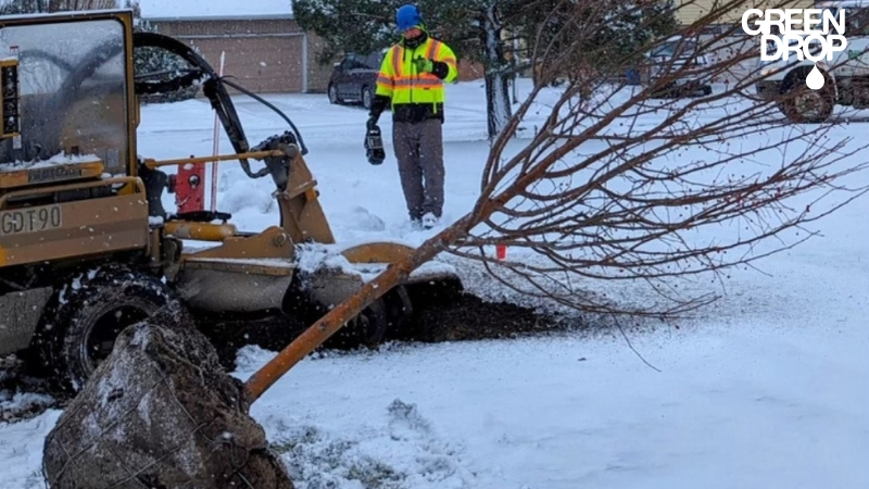 Green Drop worker replanting a tree during winter