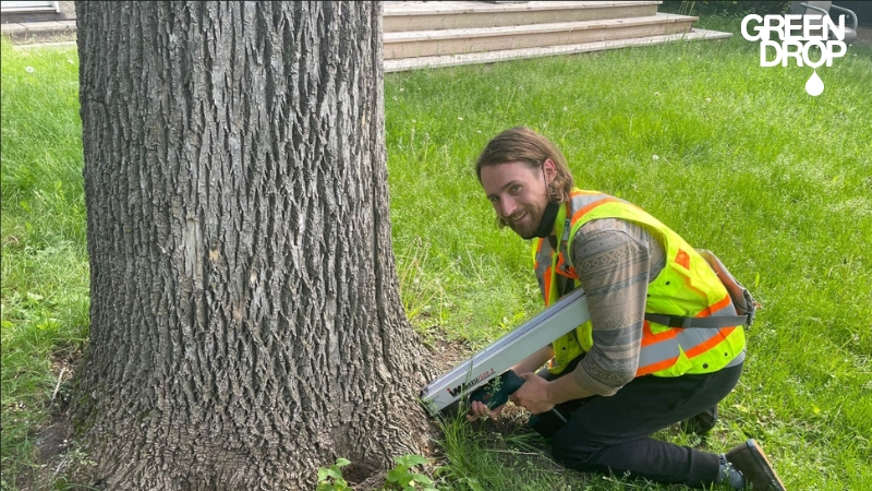 Green Drop employee using a resistograph to test tree health