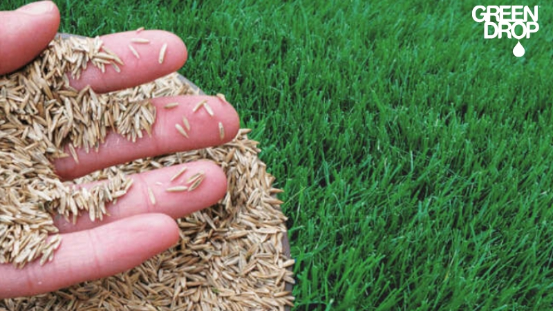 green drop worker picking seeds for overseeding with green grass in the background