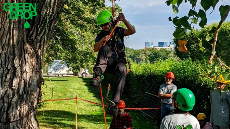 Green drop worker checking and climbing a tree