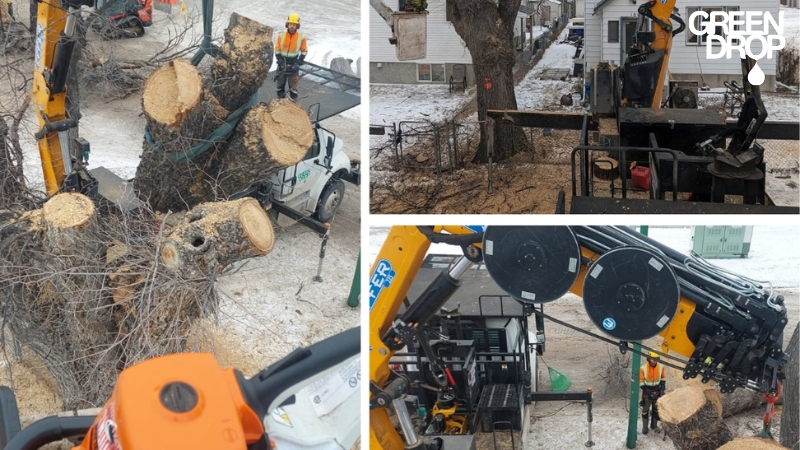 Green Drop team during various tree removal services