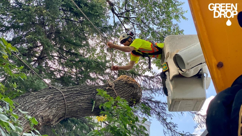 Green Drop worker cutting a tree near a power line