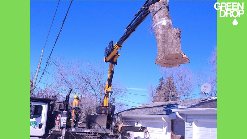 Green Drop team removing a stump with heavy machinery