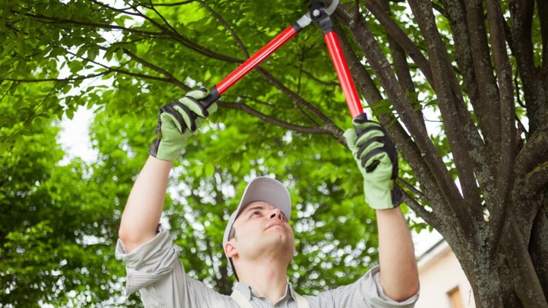 Worker Cutting Tree