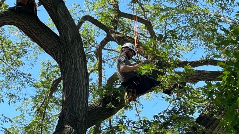 Green Drop Worker Cutting Tree