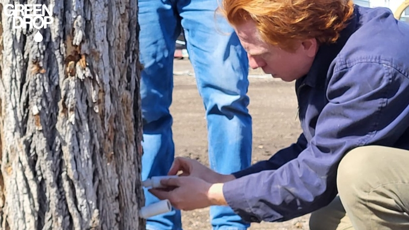 Green Drop worker treating a tree with incjections